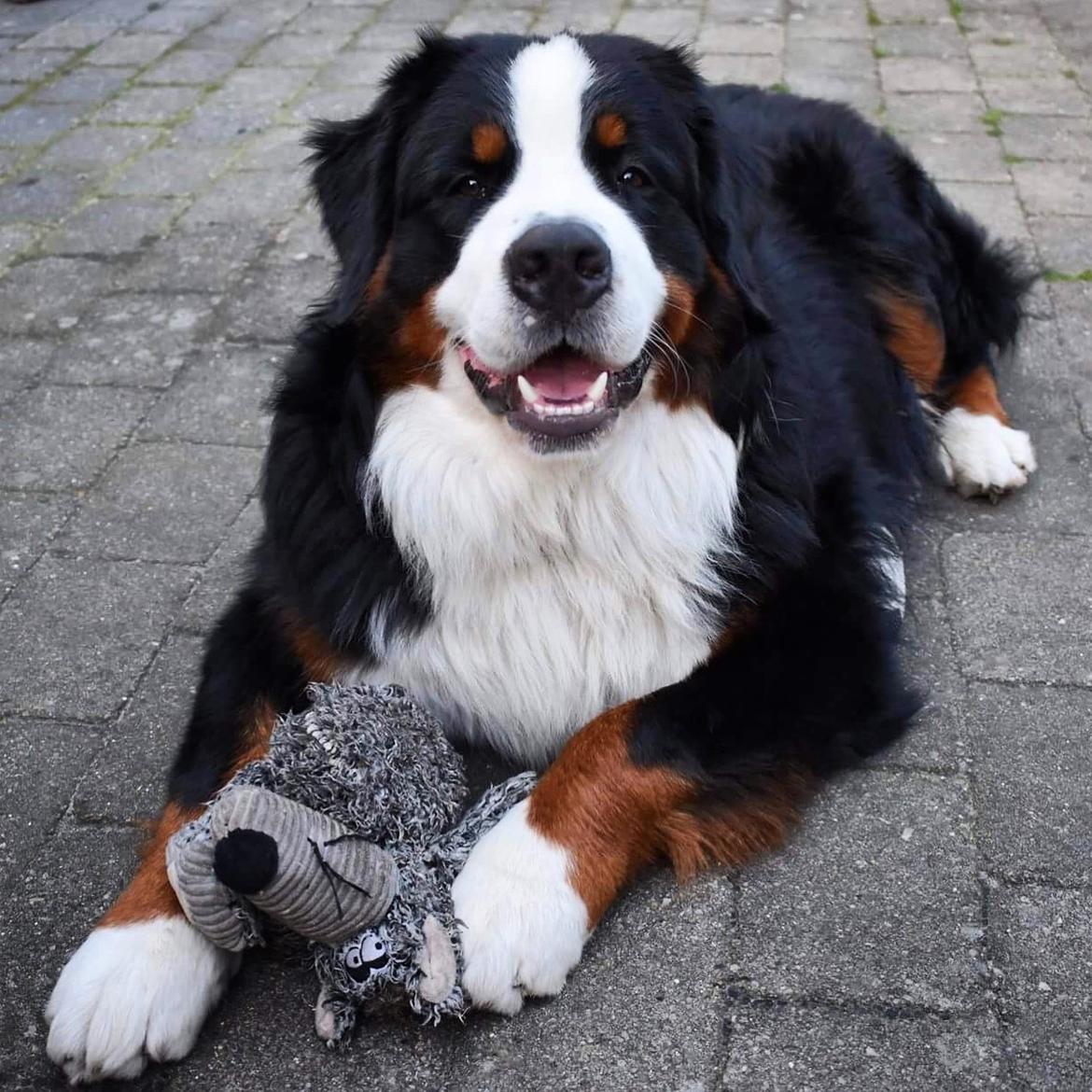 Berner sennenhund Lady Xiera's Teddy Bear (Leopold)  - Pollers første bamse fra hvalpedagene<3  billede 9