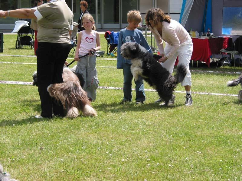 Bearded collie Shetlanas Independent Baloo (Baloo) billede 2