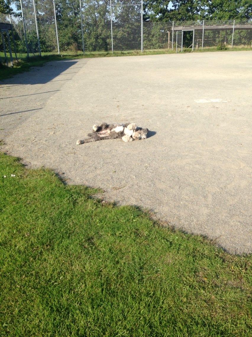 Bearded collie Shetlanas Independent Baloo (Baloo) billede 11
