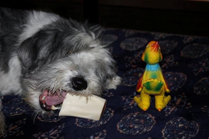 Bearded collie Shetlanas Independent Baloo (Baloo) billede 8