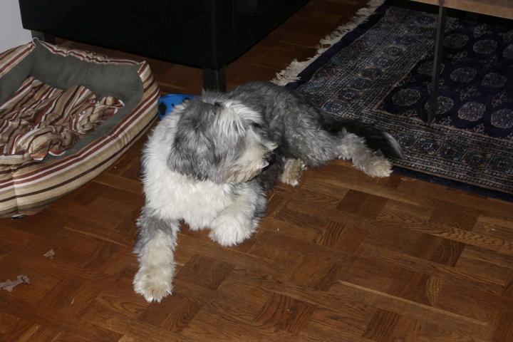 Bearded collie Shetlanas Independent Baloo (Baloo) billede 12