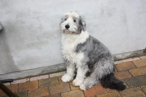 Bearded collie Shetlanas Independent Baloo (Baloo) billede 13