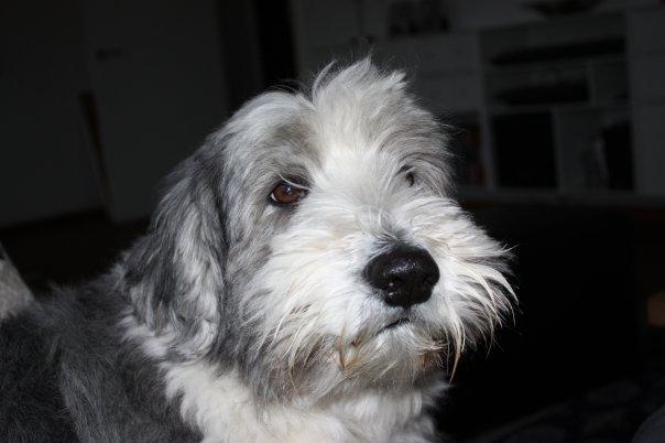 Bearded collie Shetlanas Independent Baloo (Baloo) billede 6