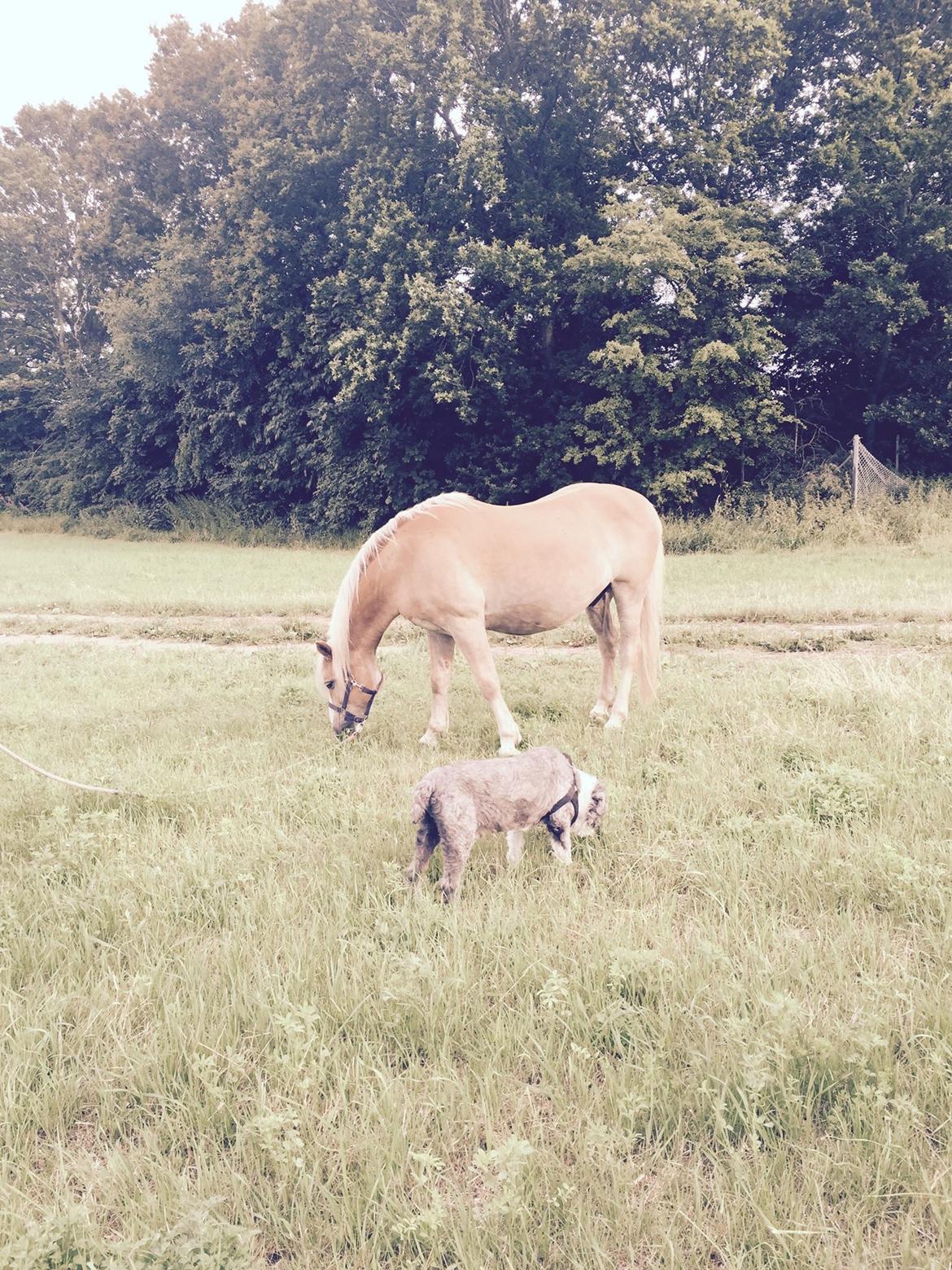 Bearded collie Shetlanas Independent Baloo (Baloo) billede 14