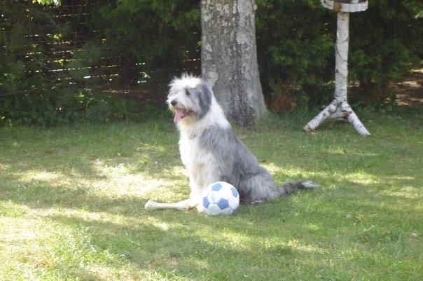 Bearded collie Shetlanas Independent Baloo (Baloo) billede 3
