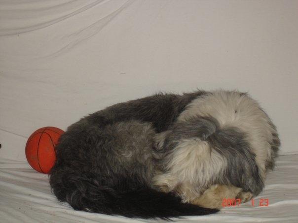 Bearded collie Shetlanas Independent Baloo (Baloo) billede 5