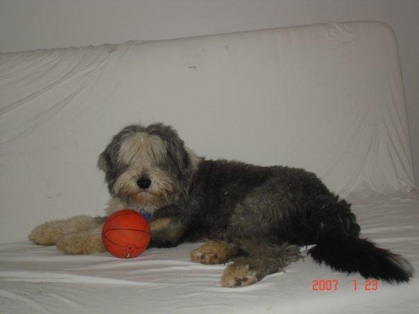 Bearded collie Shetlanas Independent Baloo (Baloo) billede 4