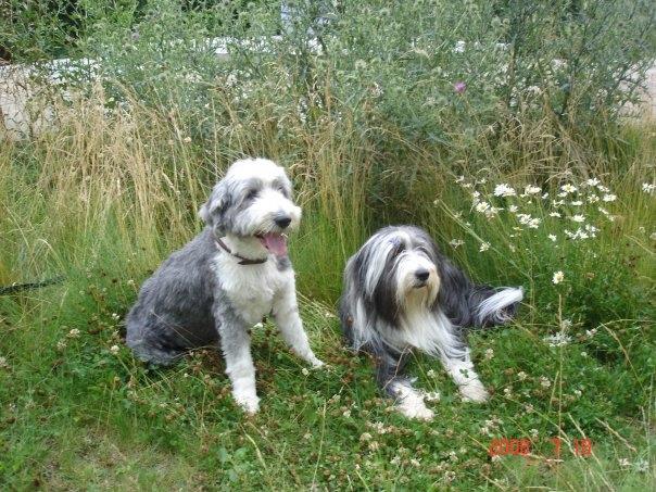Bearded collie Shetlanas Independent Baloo (Baloo) billede 7