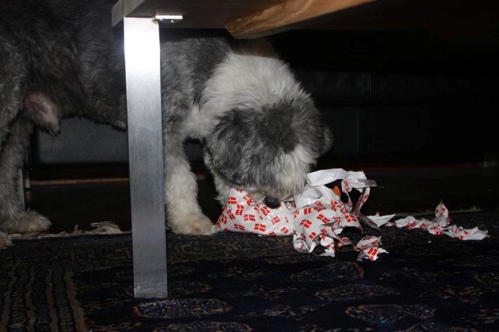Bearded collie Shetlanas Independent Baloo (Baloo) billede 10