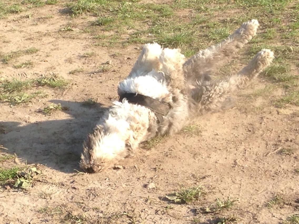 Bearded collie Shetlanas Independent Baloo (Baloo) billede 9
