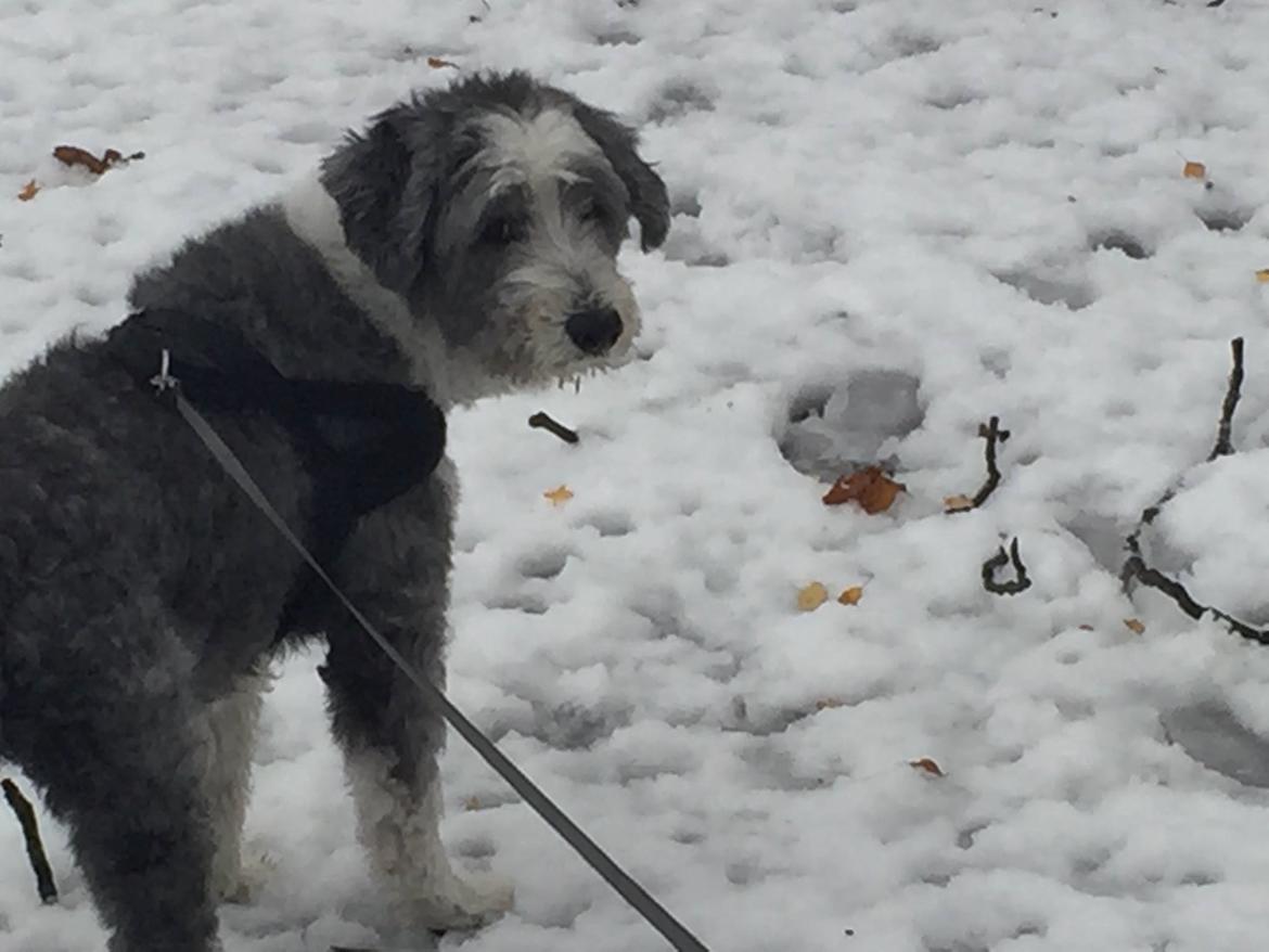 Bearded collie Shetlanas Independent Baloo (Baloo) billede 15