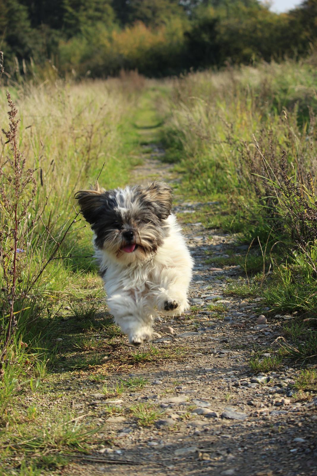 Lhasa apso Ellie billede 18