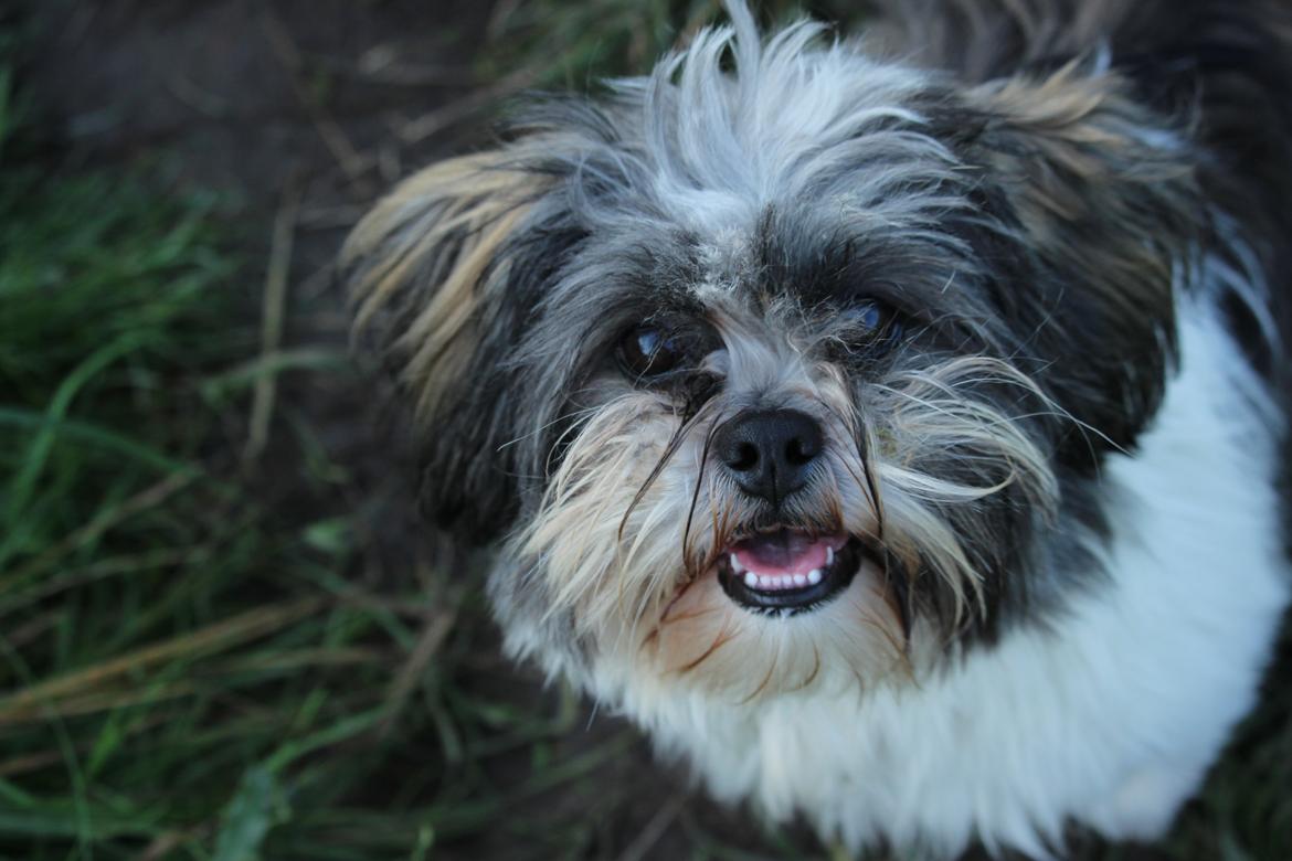 Lhasa apso Ellie - Sødeste Ellie :) billede 1