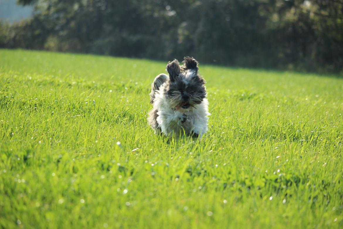Lhasa apso Ellie - En lille fræser ;) billede 12