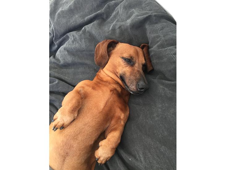 Dværggravhund Chap (Adonis) billede 1