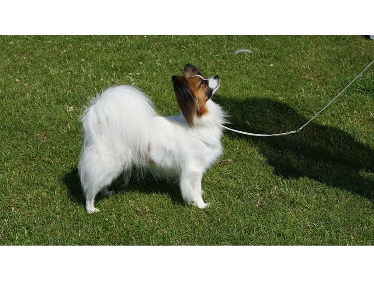 {{currentPhoto.altText}} billede {{currentPhoto.number}}