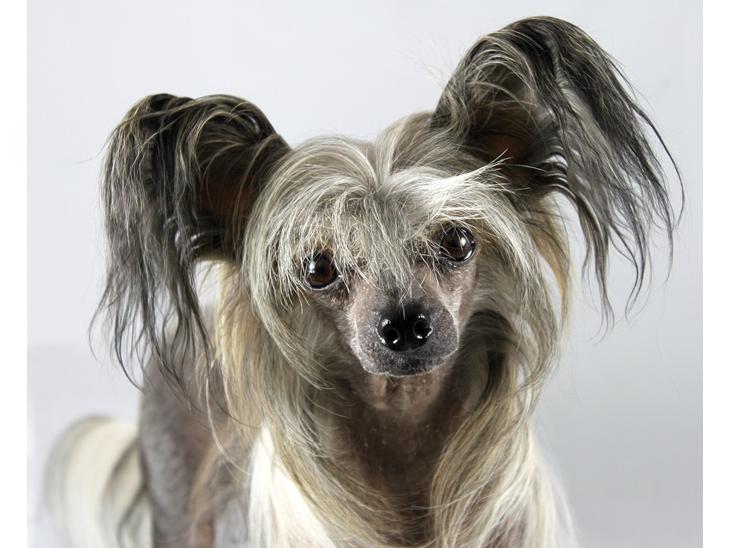 Chinese crested hårløs } Chelsy billede 1