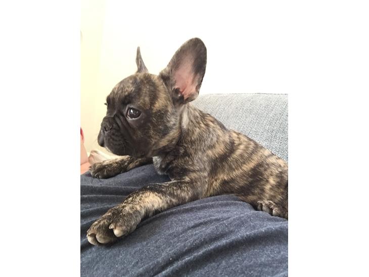 {{currentPhoto.altText}} billede {{currentPhoto.number}}