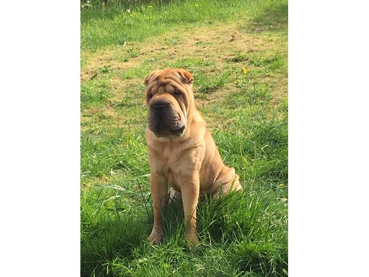 Shar pei Aiko billede 1