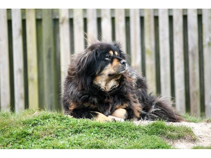 {{currentPhoto.altText}} billede {{currentPhoto.number}}