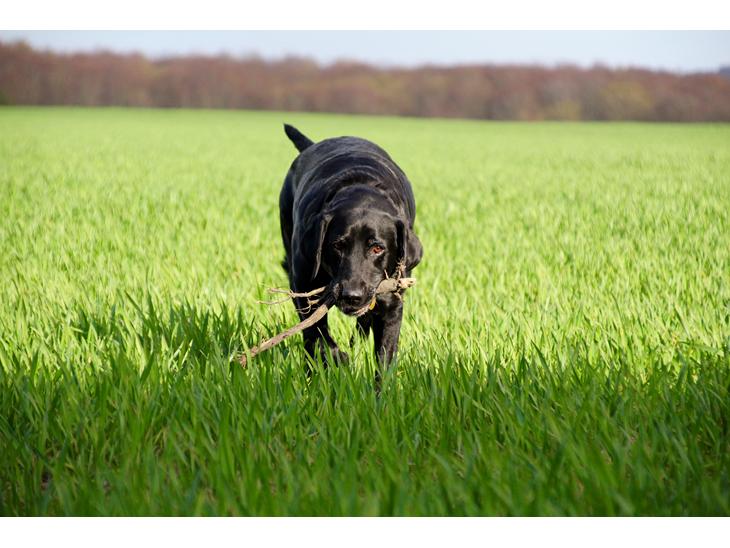 Labrador retriever Eshøjs Trille - 1. Årrh hun er den sødeste billede 1