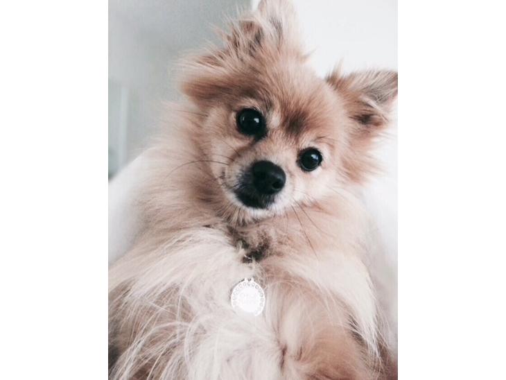 {{currentPhoto.altText}} billede {{currentPhoto.number}}