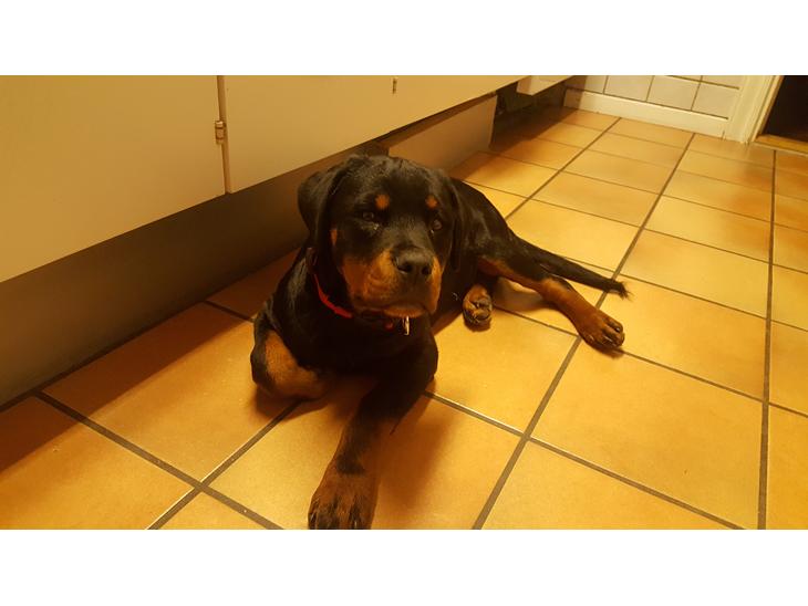 {{currentPhoto.altText}} billede {{currentPhoto.number}}