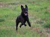 Labrador retriever Zorba IV 