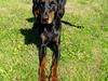 Dobermann Raphaels Kahla-Sheena (Sheena) [ Himmelhund]