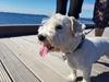 Sealyham terrier Emun