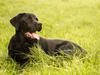 Blanding af racer Gaston *Himmelhund* [ Himmelhund]