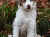 Miniature American Shepherd LilSunKiss Queen Bee - Jitsu