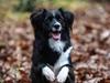 Blanding af racer Superhunden Molly