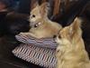 Chihuahua topper [Tidl. hund]