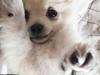 Pomeranian Alba