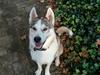 Siberian husky Svartedalens Husky Tyrion