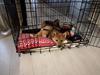 Shiba Nemo 