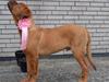 Dogue de bordeaux Homer