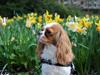 Cavalier king charles spaniel Fiona Cavalier king charles spaniel Fiona