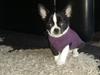Chihuahua Keld (Diablo)