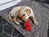 Labrador retriever Astrid 