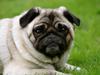 Mops Adeltands Soya *Berta*