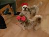 Shih tzu Nelson aka Niels