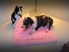 Bullterrier miniature Banshee