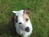 Jack russell terrier Bello 