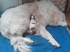 Pyreneerhund My