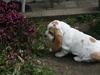 Basset hound Baffo Bentley Haley