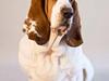 Basset hound Bertha