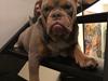 Olde english bulldogge Rolex