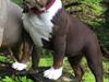 Olde english bulldogge Panda